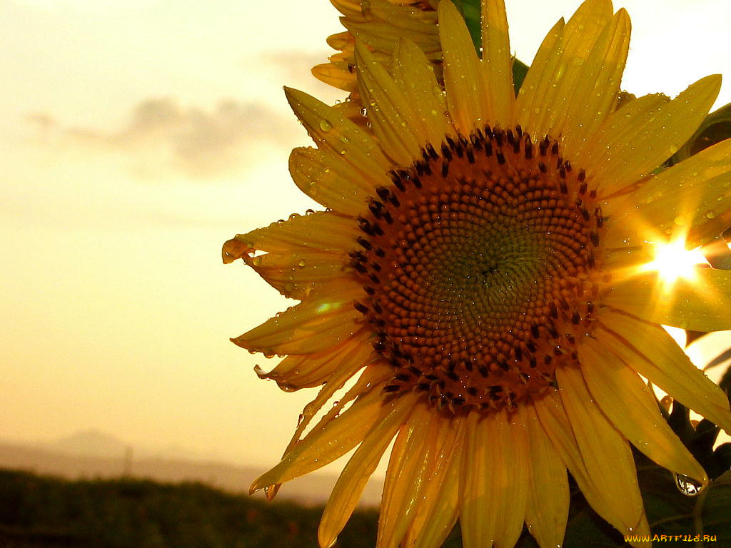 цветы, подсолнухи