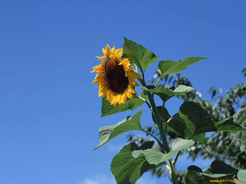 цветы, подсолнухи