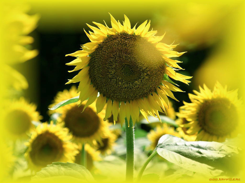 цветы, подсолнухи