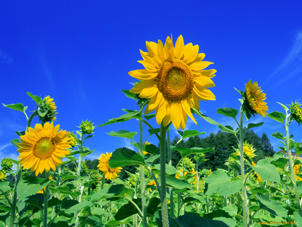 цветы, подсолнухи