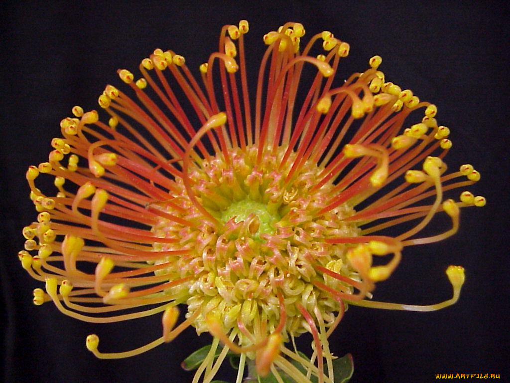 цветы, протея