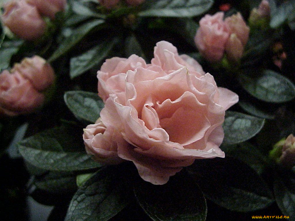 цветы, рододендроны, азалии