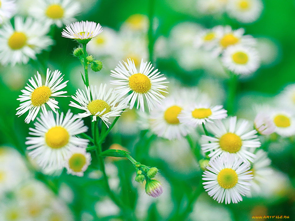 цветы, ромашки