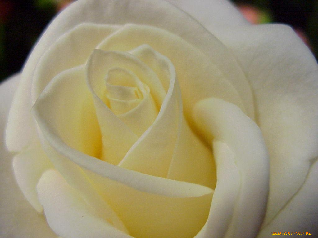 цветы, розы