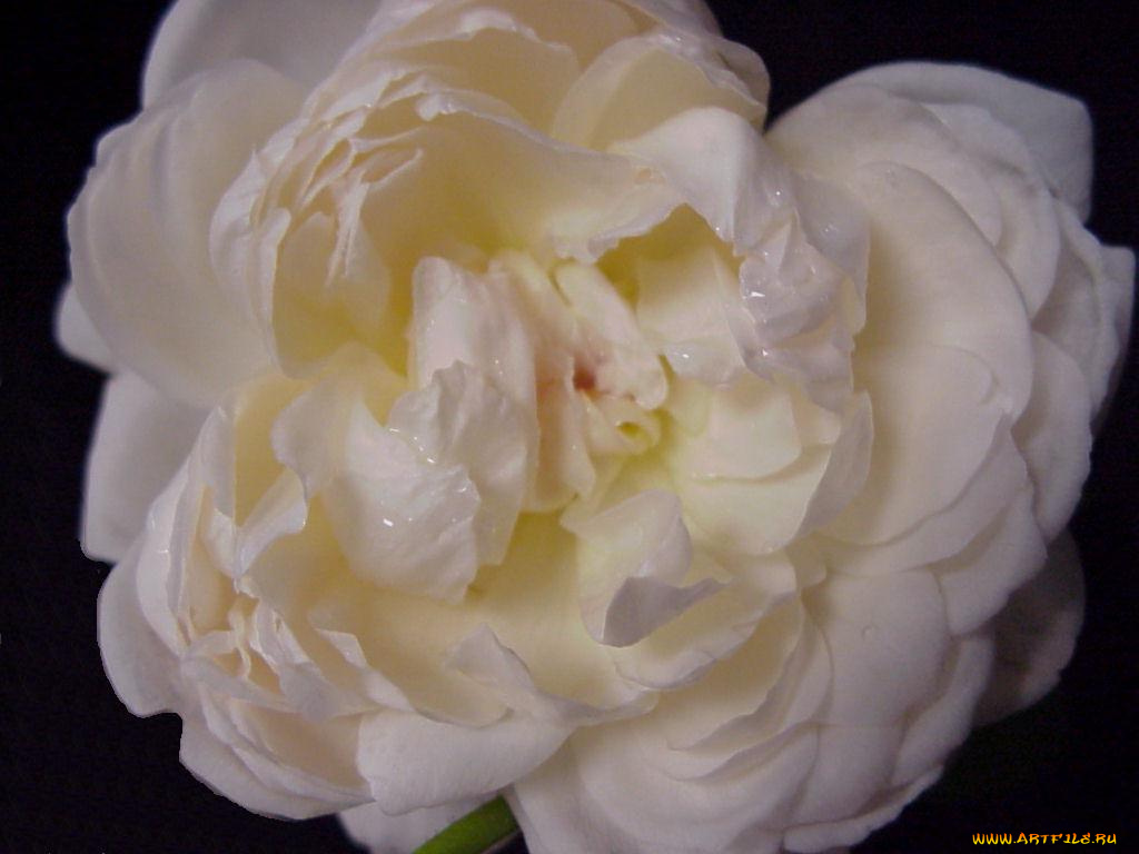 цветы, розы