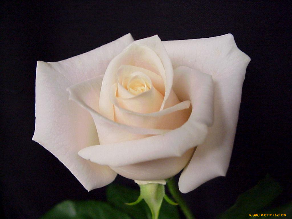 цветы, розы