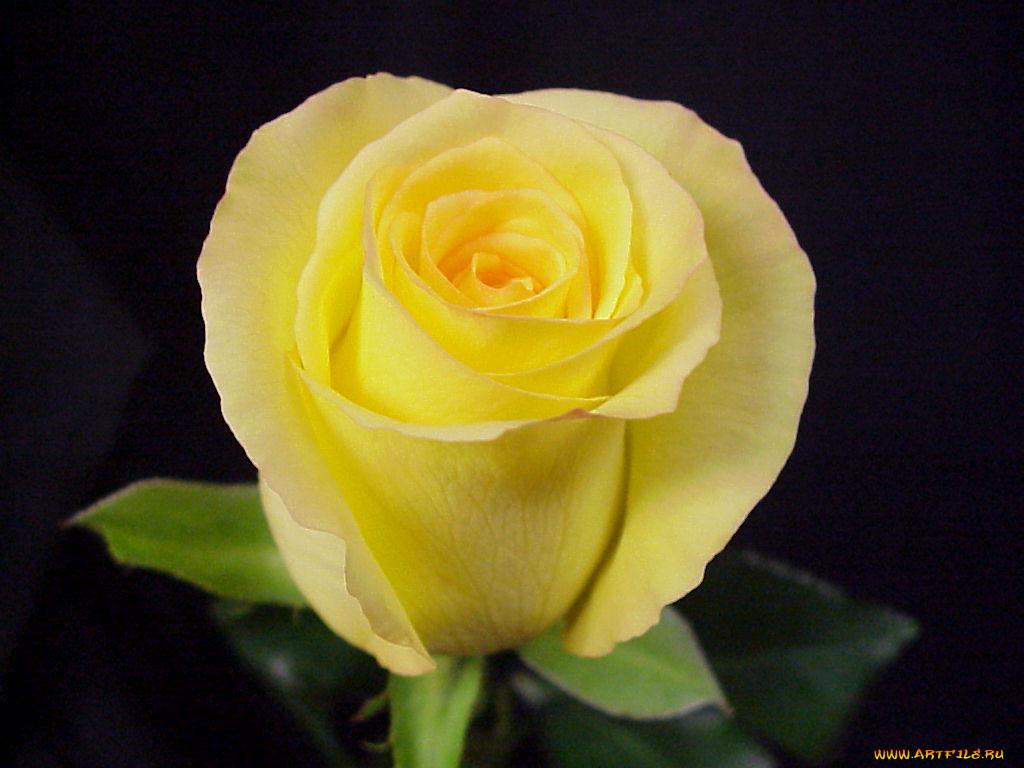 цветы, розы