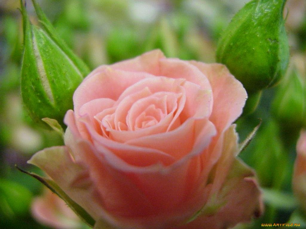 цветы, розы