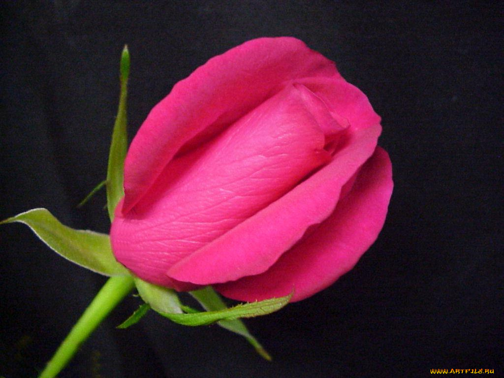 цветы, розы