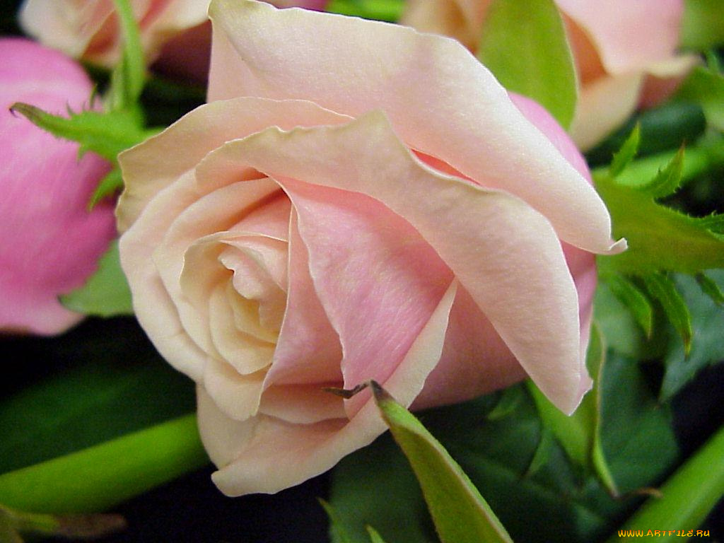 цветы, розы