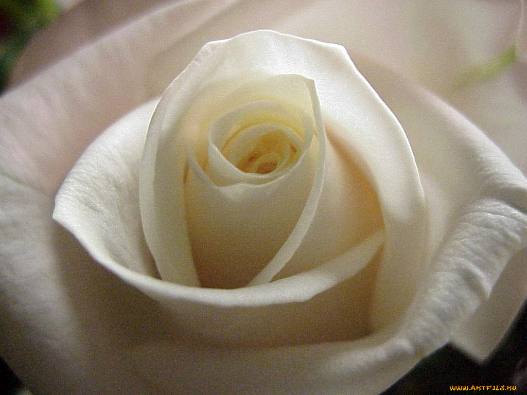 цветы, розы