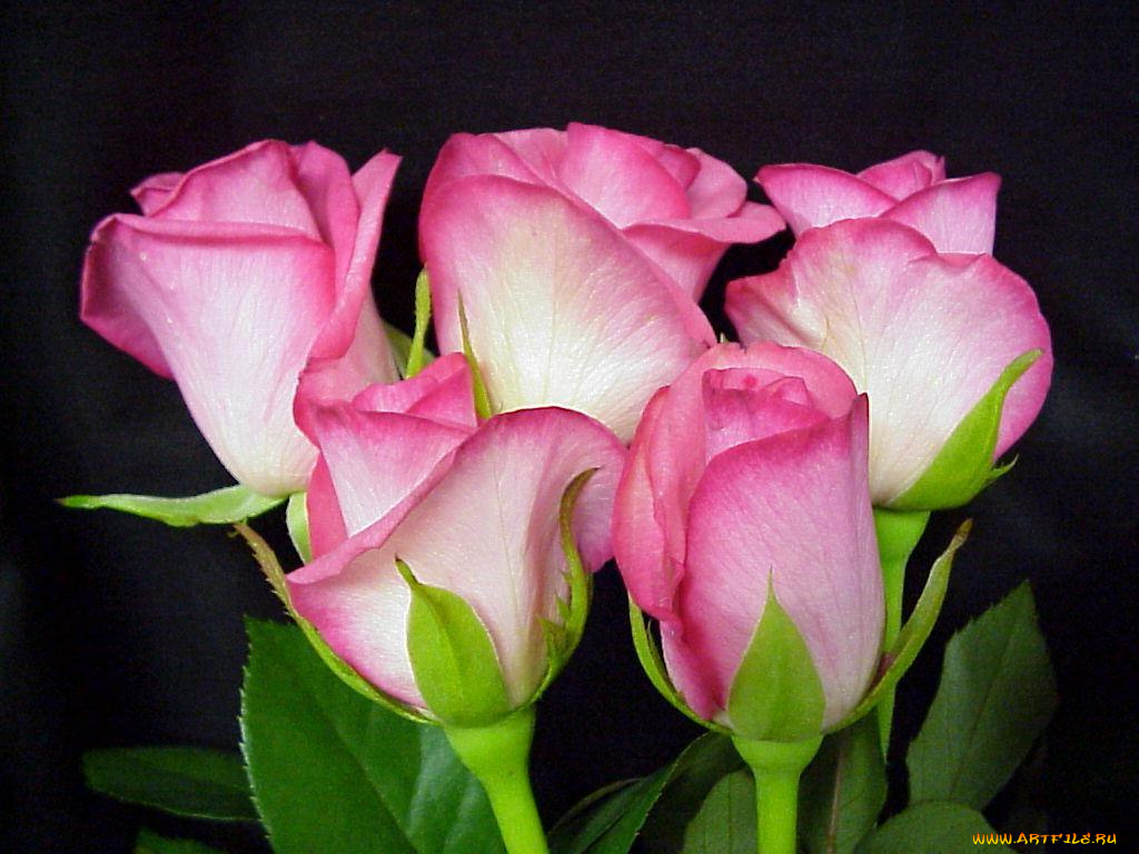 цветы, розы