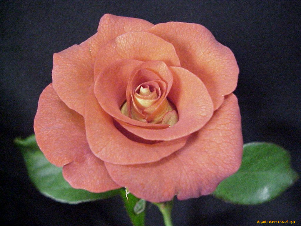 цветы, розы