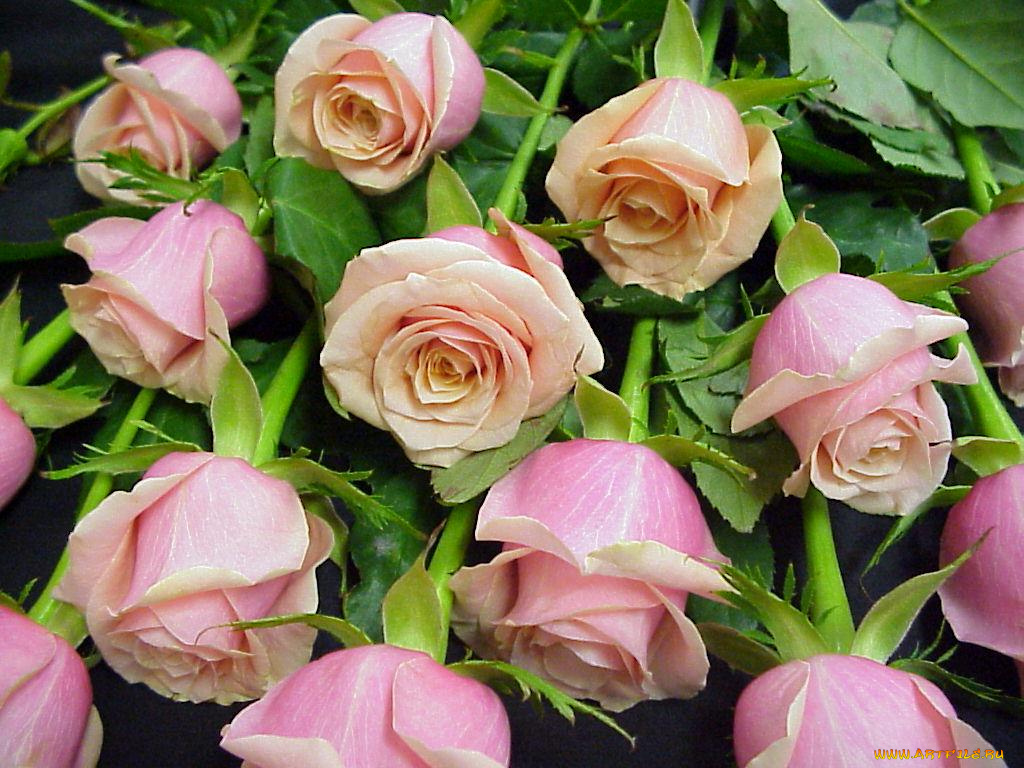 цветы, розы