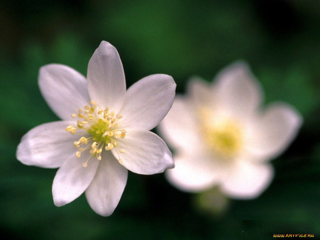 цветы, ветреницы, печёночницы
