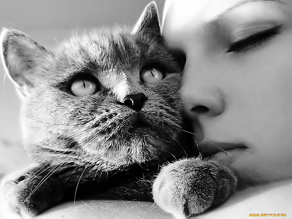 ольга, реалист, так, хочется, тепла, животные, коты