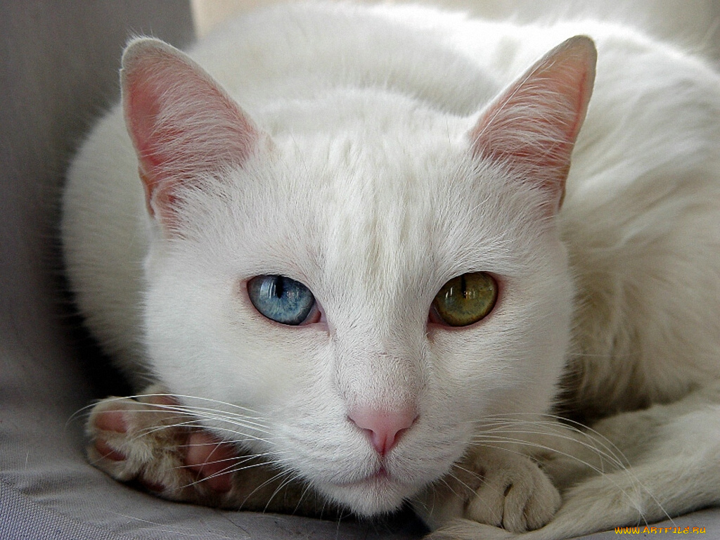 взгляд, автор, ворс, животные, коты