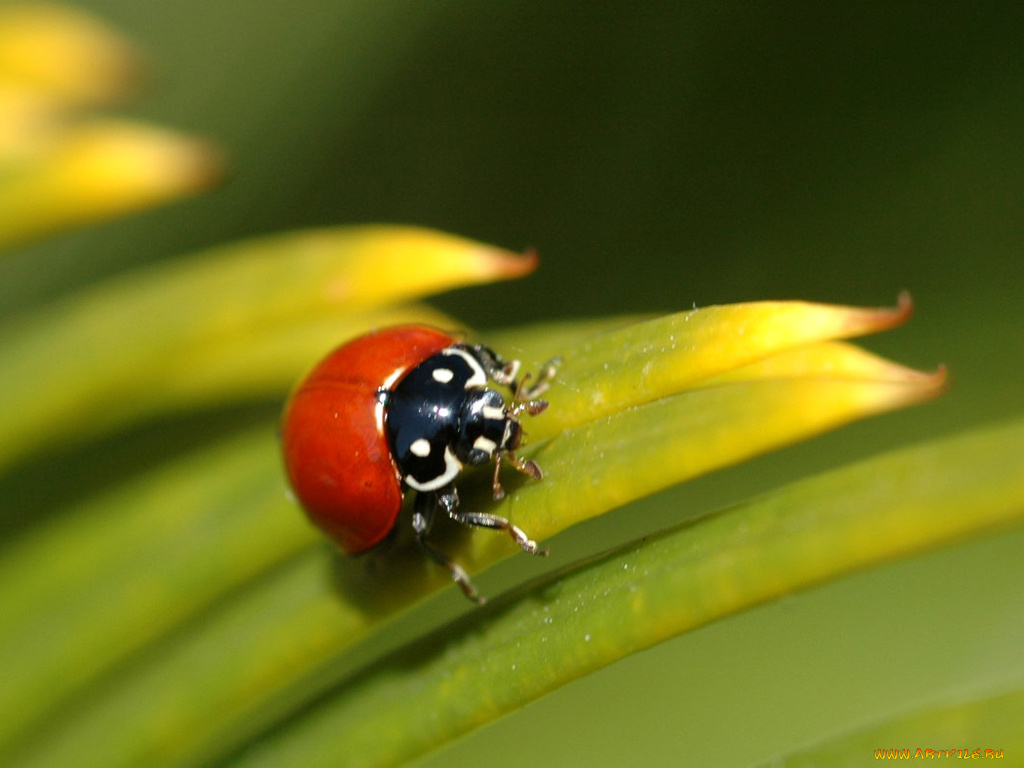 животные, божьи, коровки
