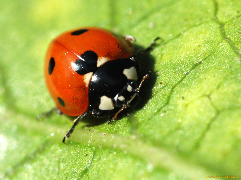 животные, божьи, коровки