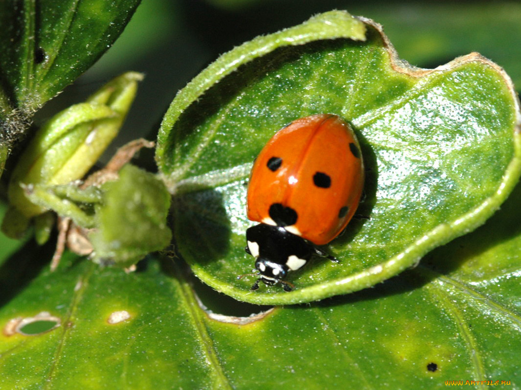 животные, божьи, коровки