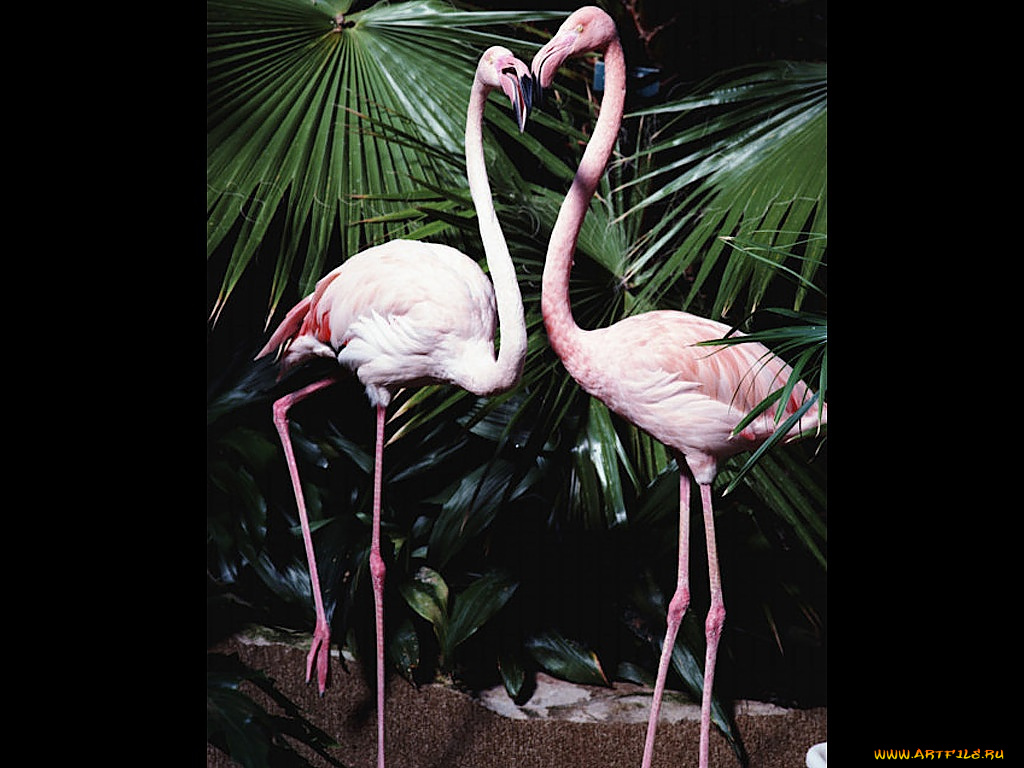 животные, фламинго