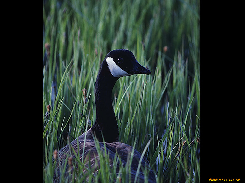 животные, гуси