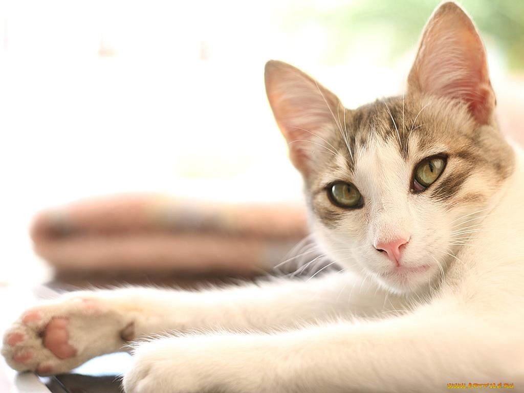 животные, коты