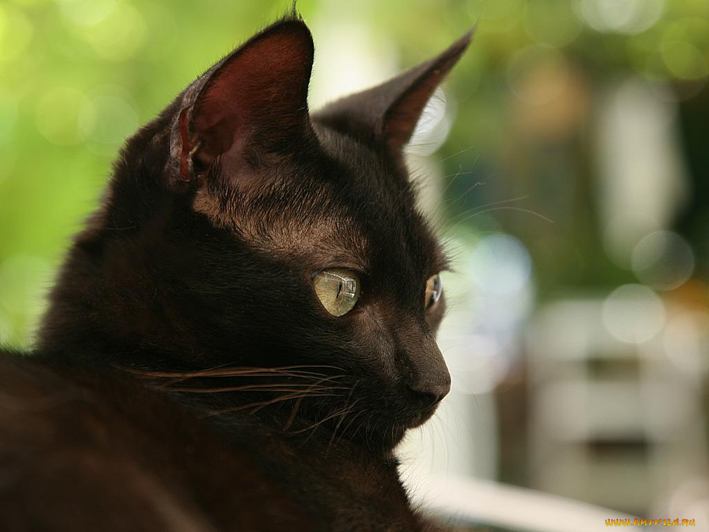 животные, коты