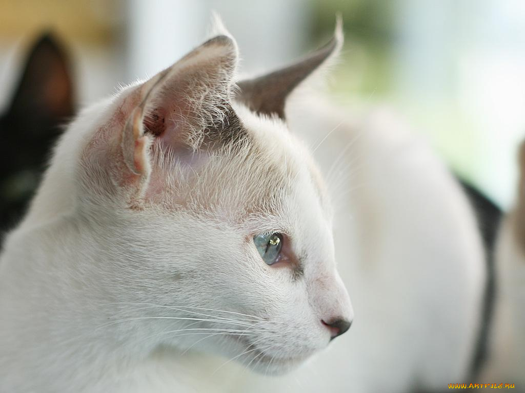 животные, коты