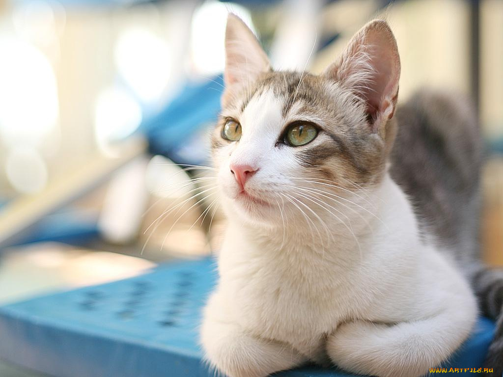 животные, коты