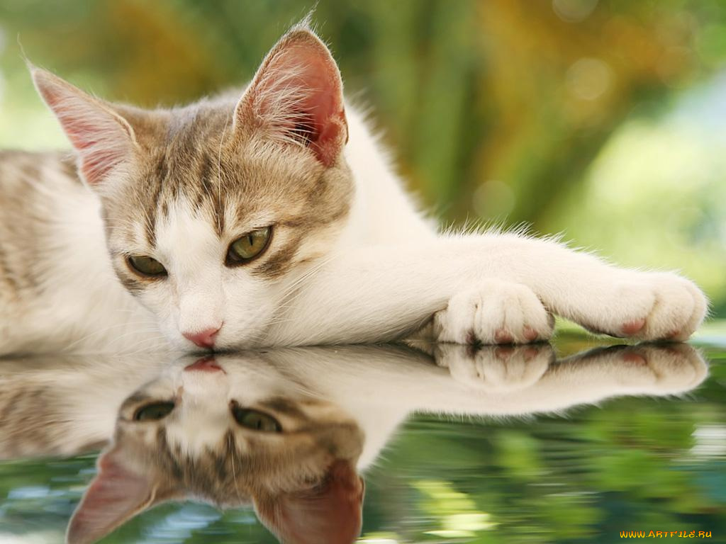 животные, коты