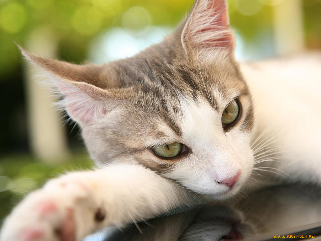 животные, коты