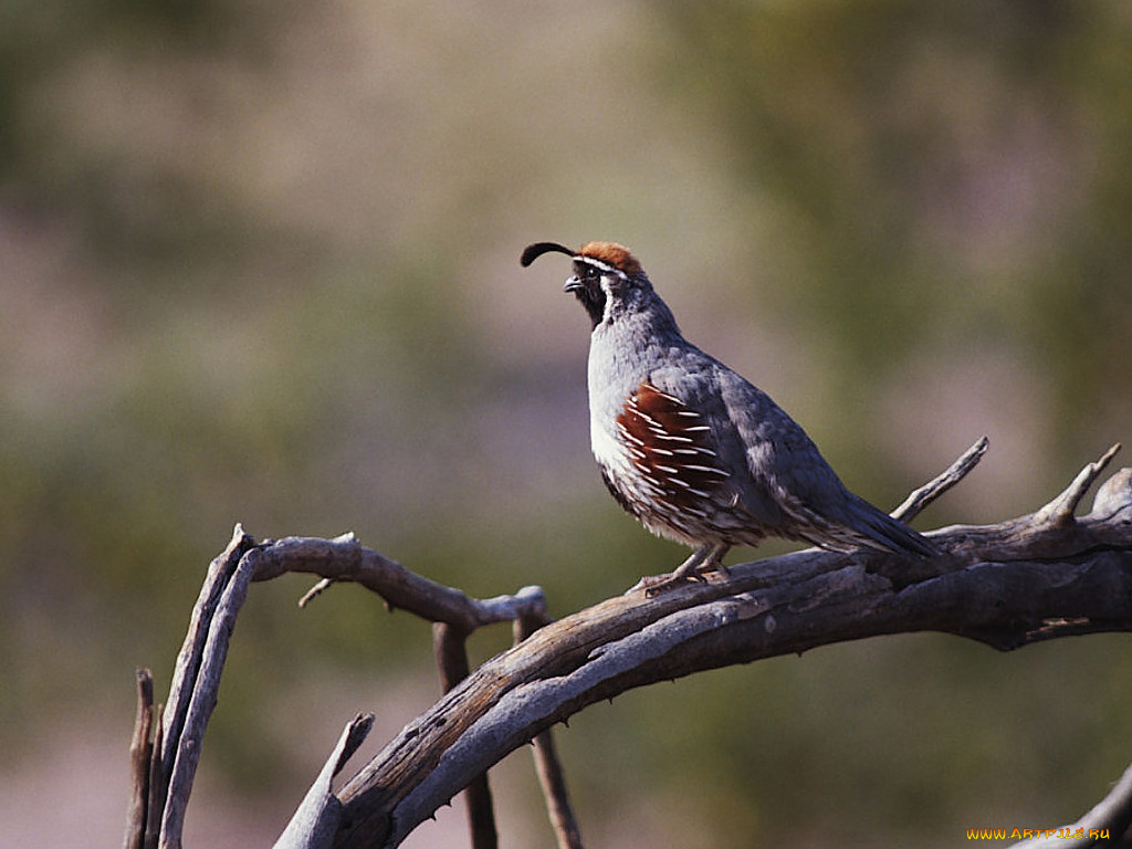 животные, куропатки, рябчики, перепела