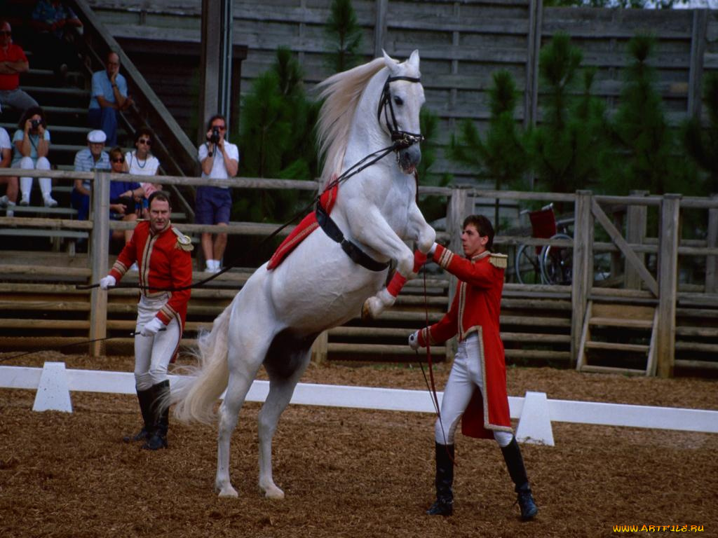 животные, лошади