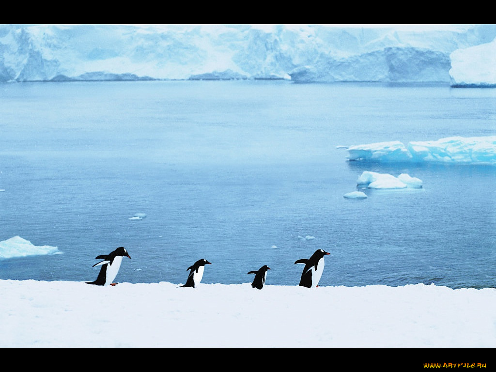 животные, пингвины