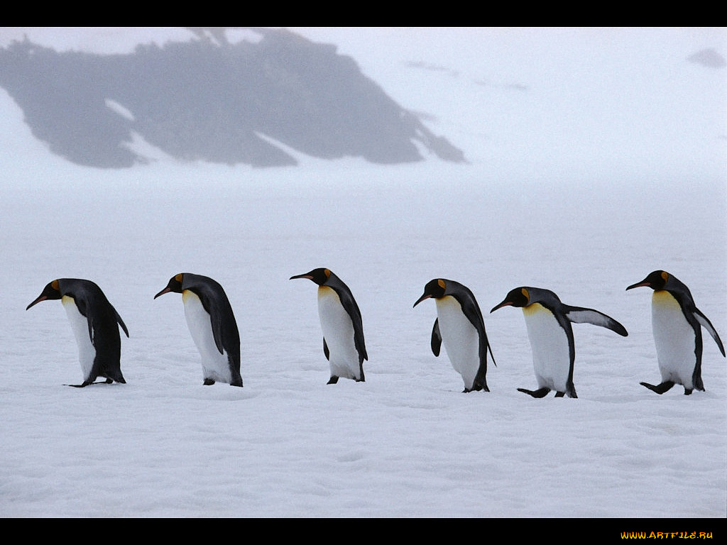 животные, пингвины