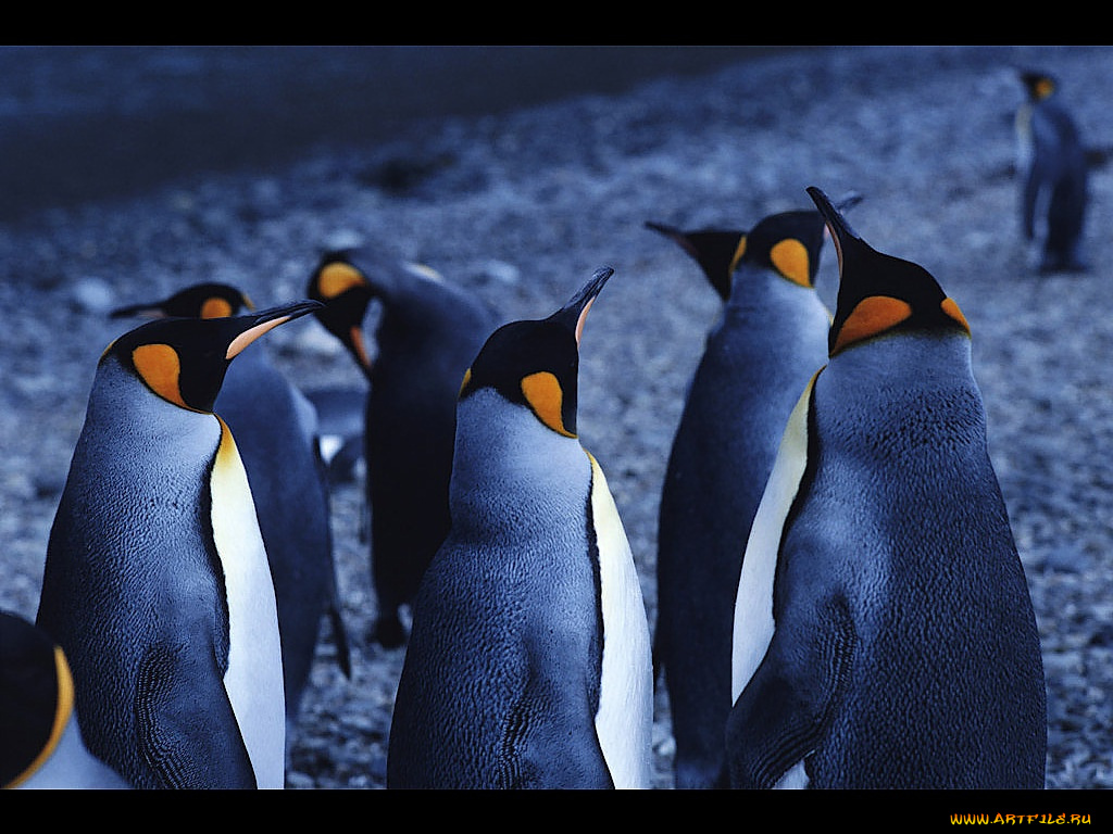 животные, пингвины