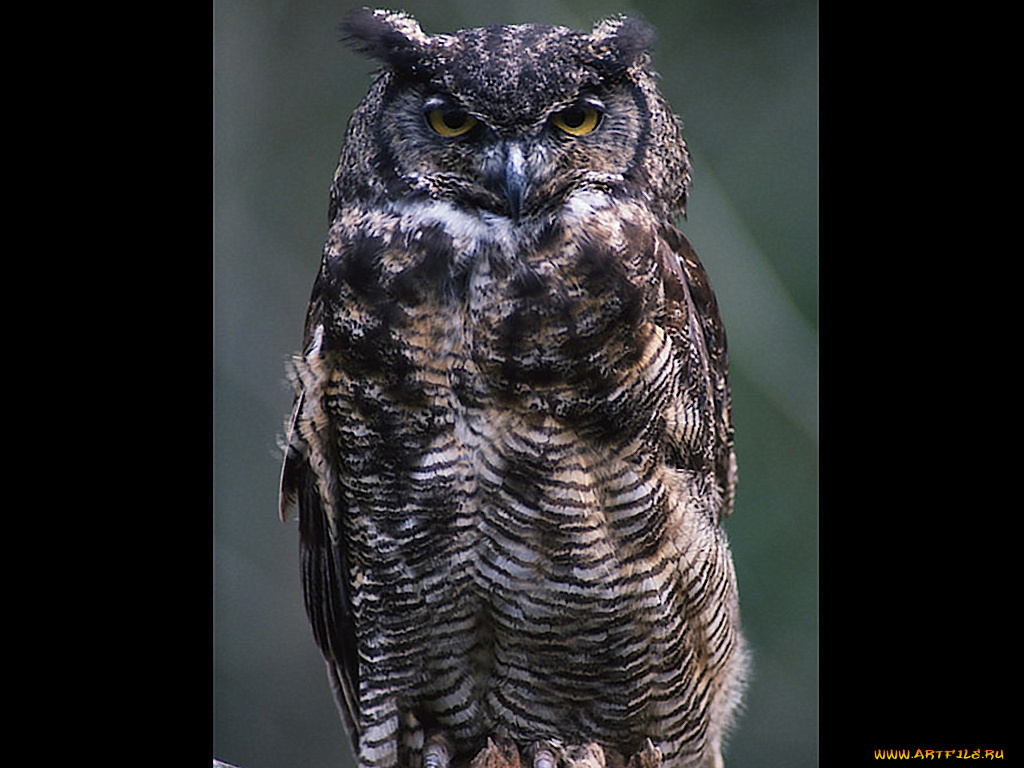 животные, совы