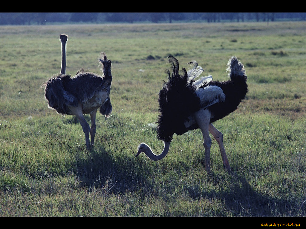 животные, страусы