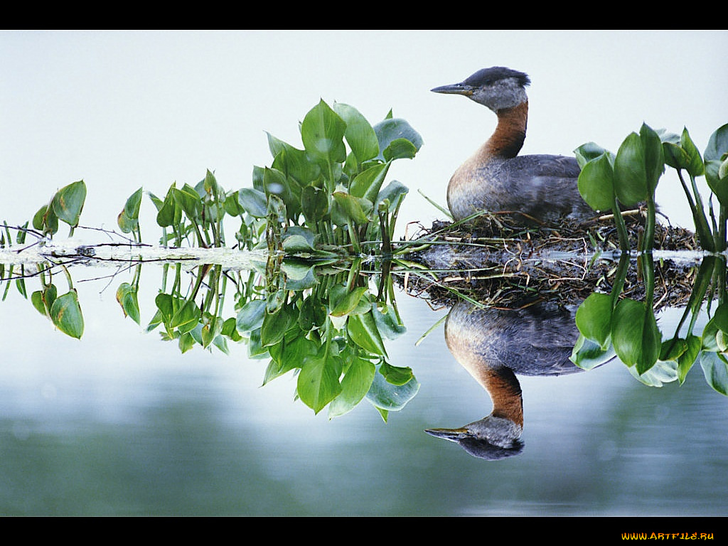 животные, утки