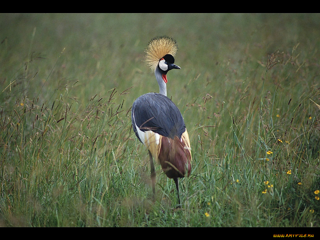 животные, журавли