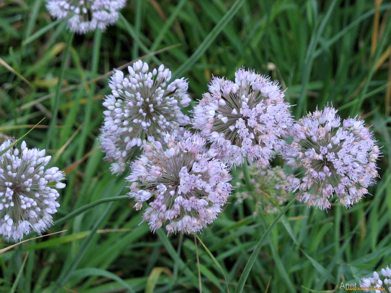 цветы, аллиум, декоративный, лук