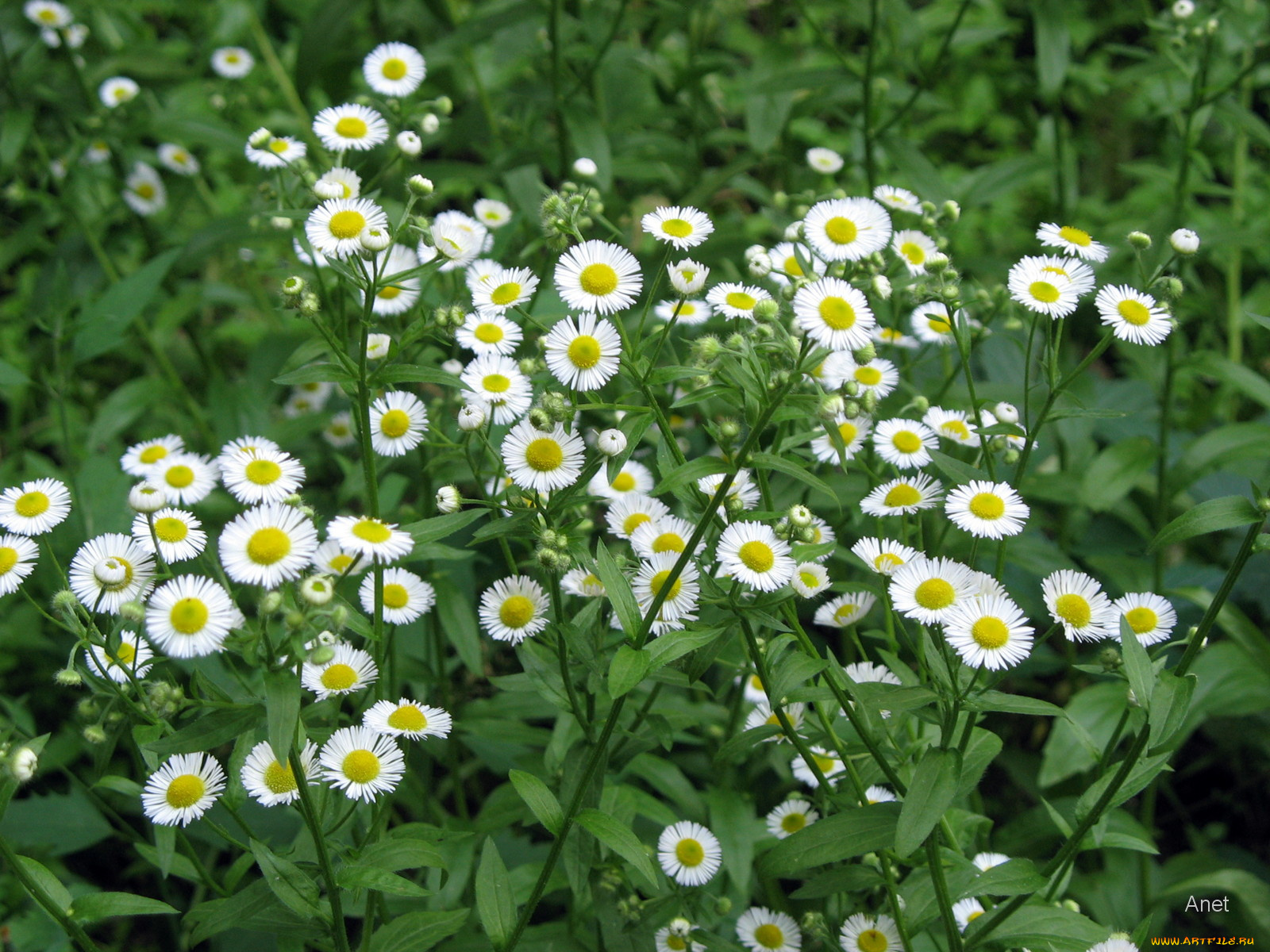 цветы, луговые, полевые