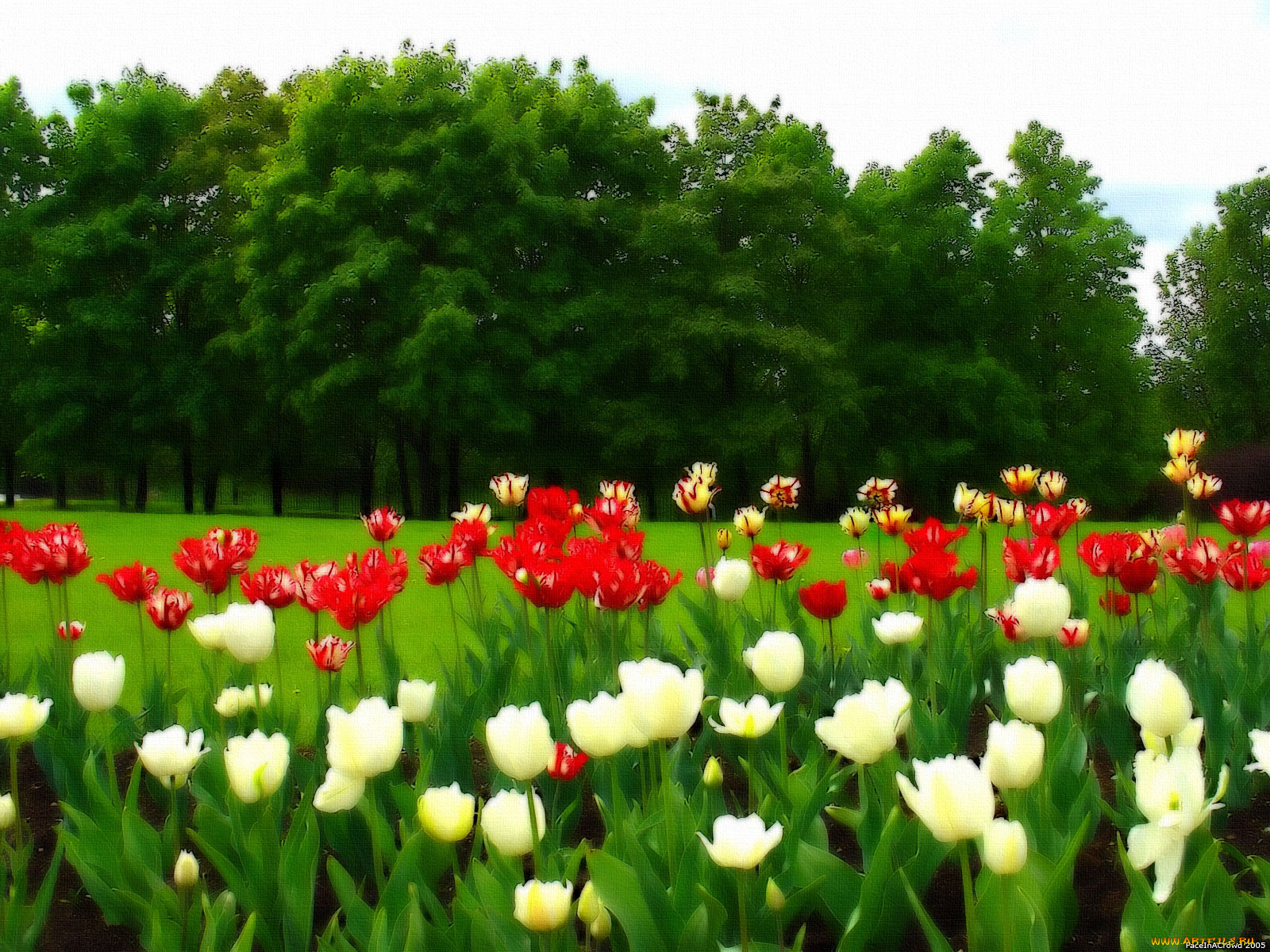 цветы, тюльпаны