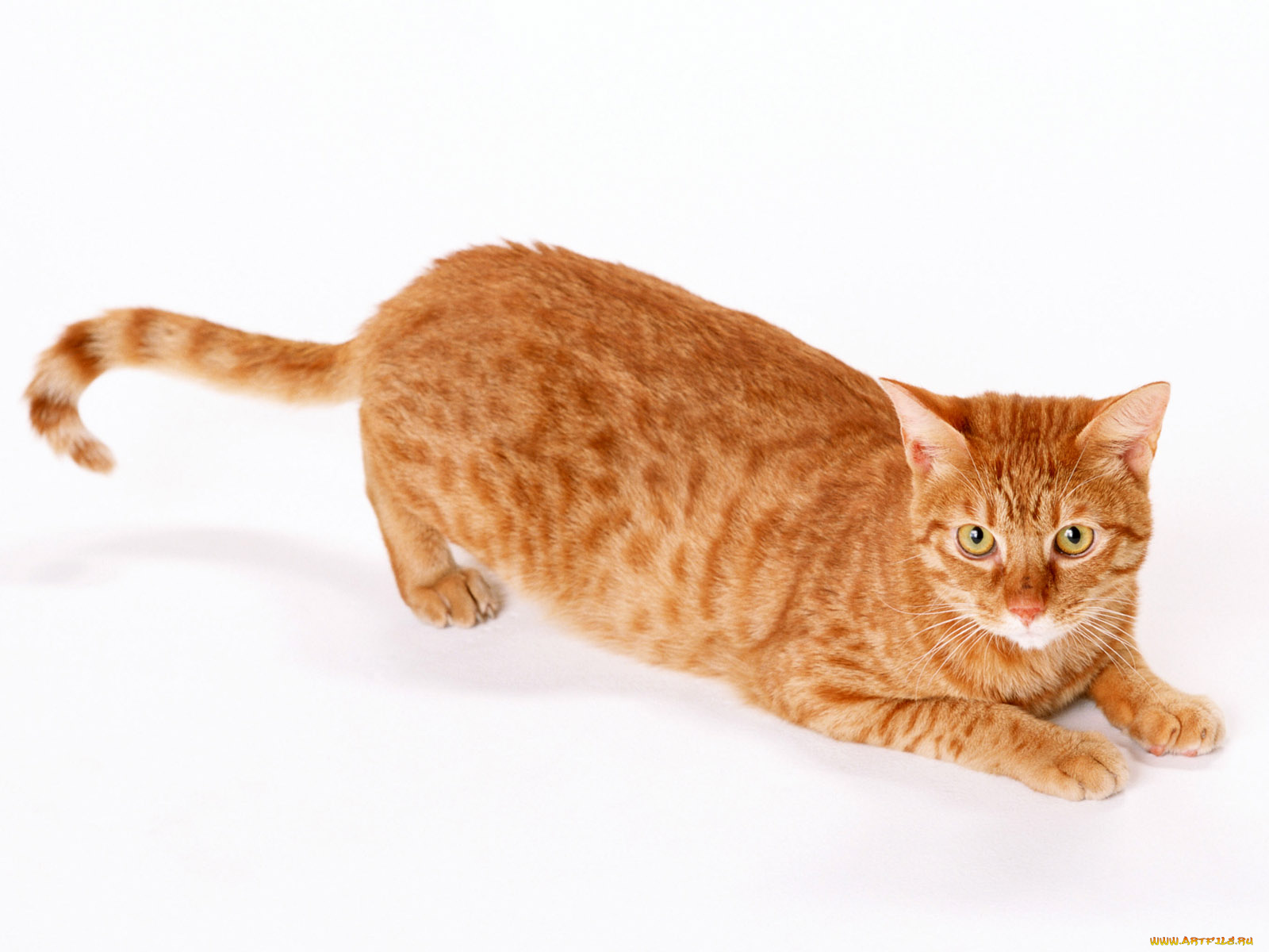 животные, коты