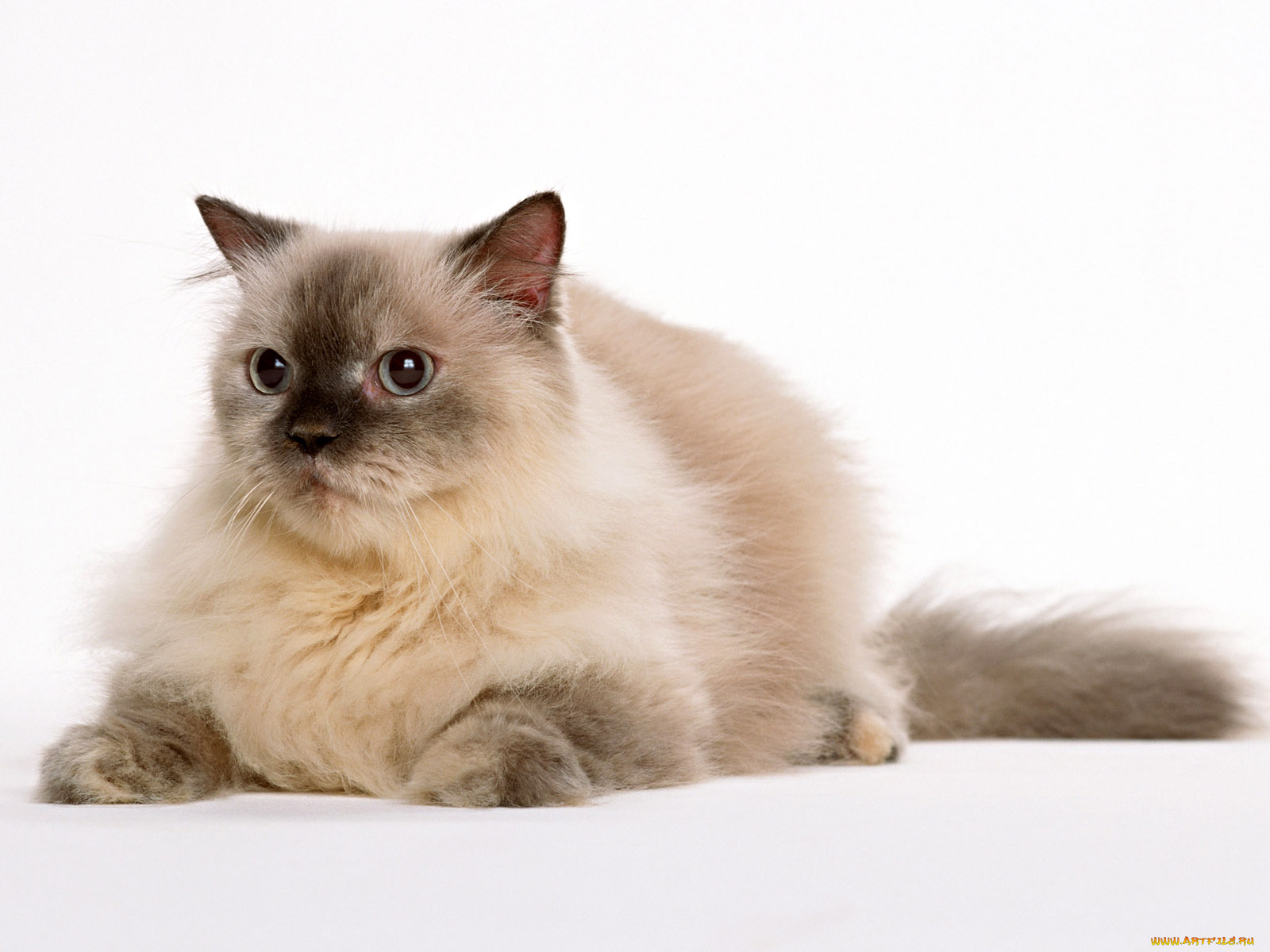 животные, коты