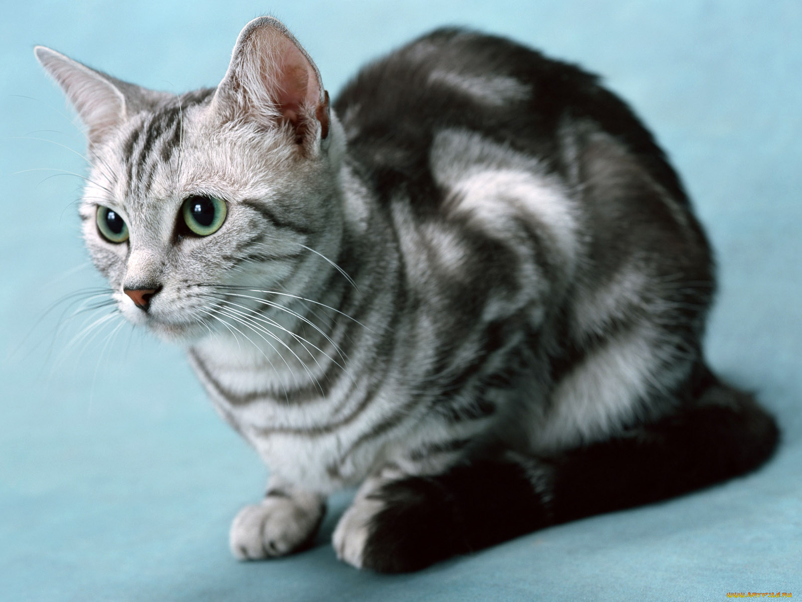 животные, коты