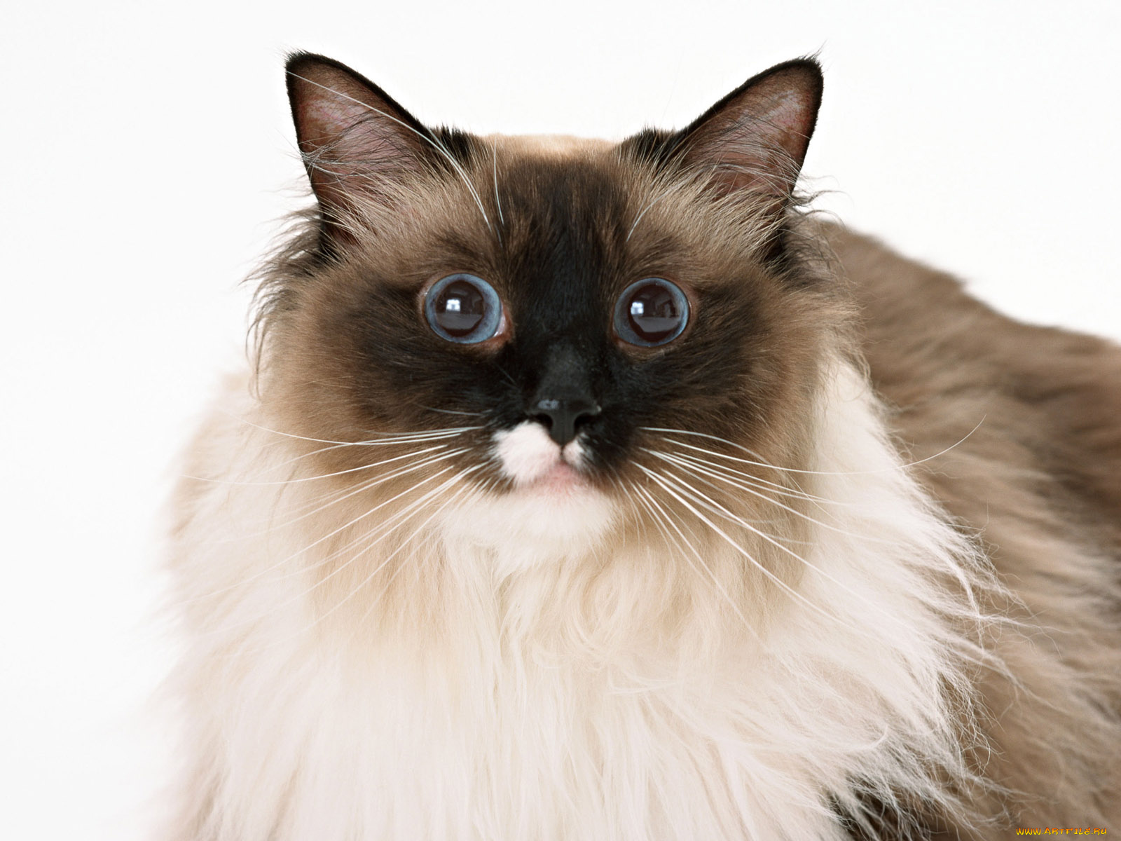 животные, коты