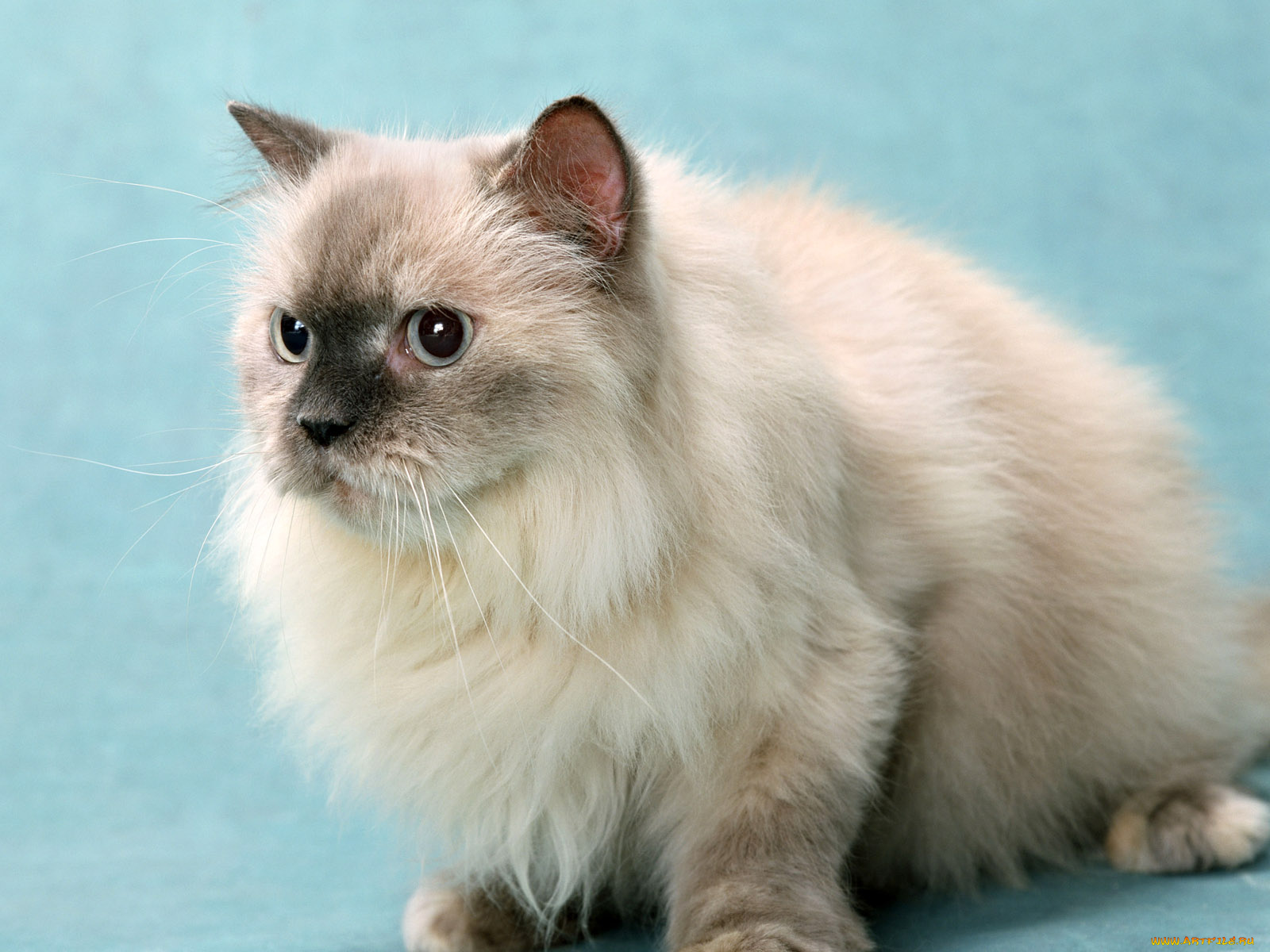 животные, коты