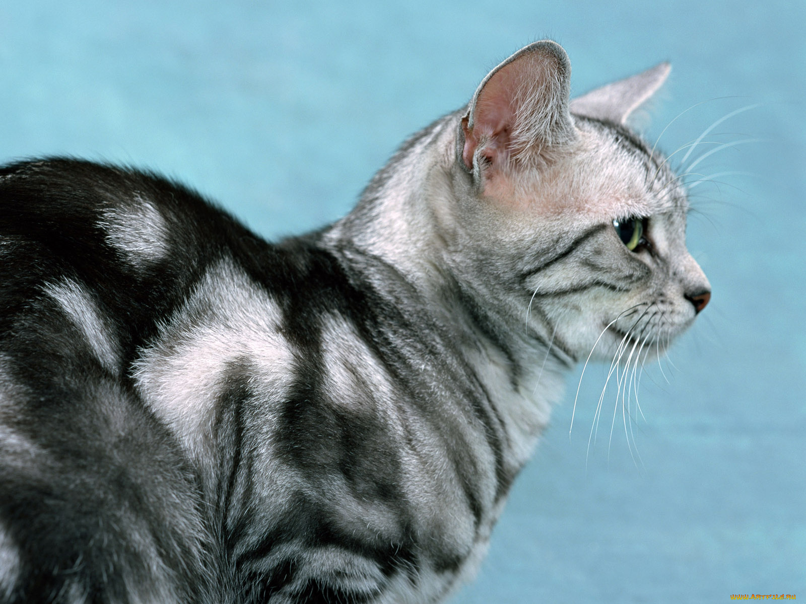 животные, коты